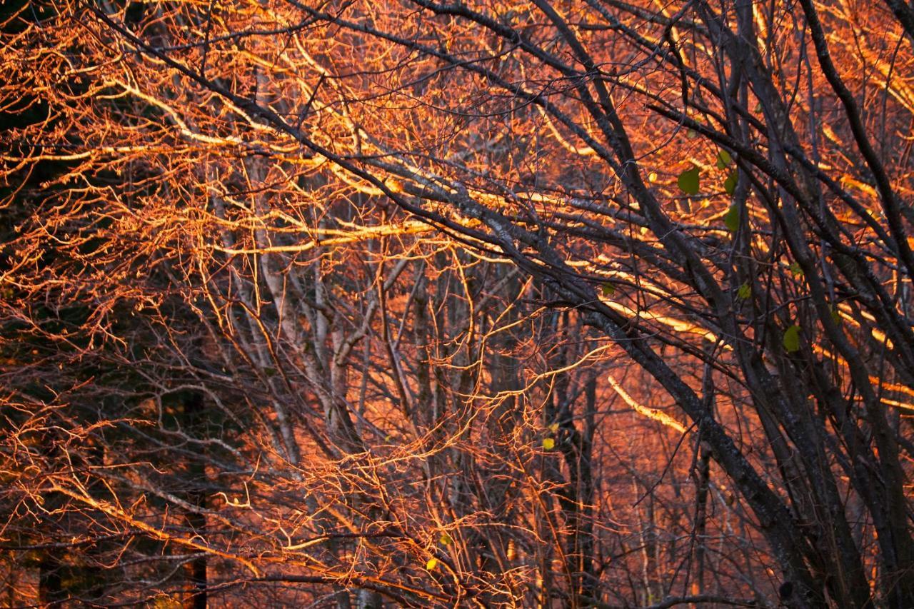 Naturaleza Y Aire Puro En El Pirineo Oriental En Una Bonita Casa Rural De Piedra Prats-de-Mollo-la-Preste Bagian luar foto