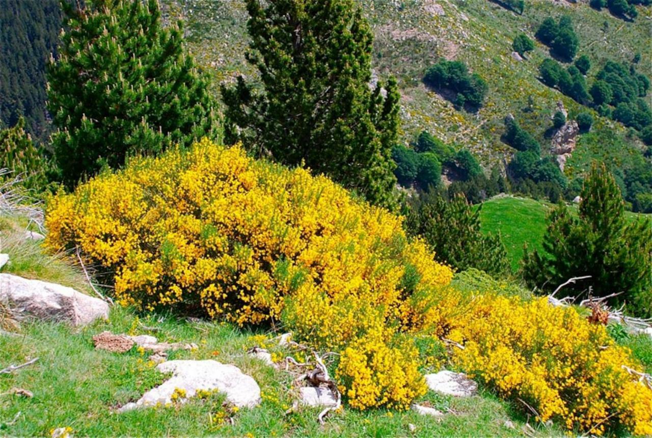 Naturaleza Y Aire Puro En El Pirineo Oriental En Una Bonita Casa Rural De Piedra Prats-de-Mollo-la-Preste Bagian luar foto